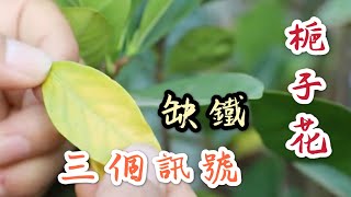 【天天小花農】梔子花，出現缺鐵性病徵，有3個訊號，你看懂了嗎？