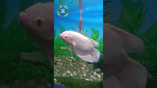 albino piranha fish #fish #tanks