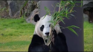 Giant panda in Japan zoo receives Christmas present