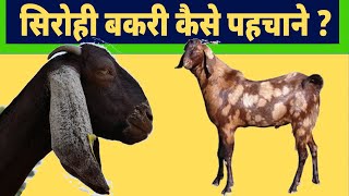 सिरोही बकरी कैसे पहचाने ? असली सिरोही बकरी की पहचान कैसे करें ? How to choose Sirohi Goat? Goat farm