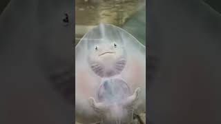 The cutest sea creature ever