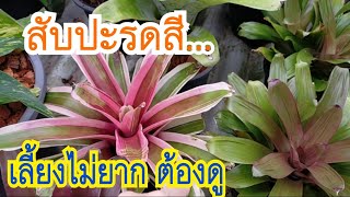 จัดสวน และ ดูแล สับปะรดสี เลี้ยงยังไง ให้สวยแบบ นี้ | Ivy Gardens and Animals TV