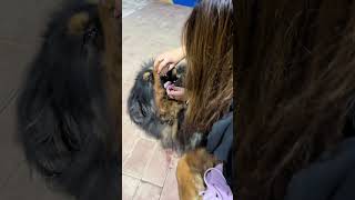 🐶全国统一喂药都这样吗？🤣 #dog #pets #藏獒 #加布 #萌宠 #宠物 #tibet #tibetanmastiff  #shortsvideo