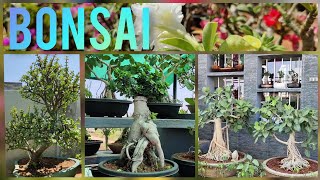 BONSAI AND OTHER IMPORTED PLANTS in TRICHY (OLD PALPANNAI) | BODHI BONSAI NURSERY