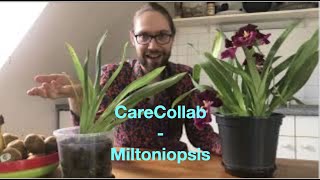 #CareCollab Miltoniopsis 😏 | 5 steps to gorgeous blooms 💐