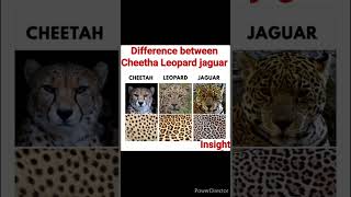 Difference between Cheetah Leopard and jaguar.#insight #viralvideo #viralshort #trendingshorts