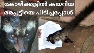 മരപ്പട്ടിയെ പിടികൂടി release ചെയ്യുന്ന video/ civet rescue/palm civet cat /marappatti /fishing feel