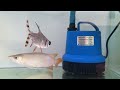 vlog 5 promo imlek the exotic red flash sale pre order superred arowana 25cm harga 1.5 juta saja