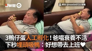 人工孵化寵物鴨！老爸原本唱衰養不活 下秒竟父愛爆發吸鴨子：好想帶去上班