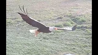 Bald Eagle Attacks Chicken - Bitterroot Valley