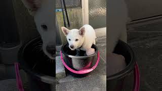 お水大好きシャカリキ娘#甲斐犬#雪甲斐犬#子犬