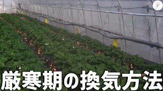 【いちご栽培】厳寒期の換気の仕方をご紹介