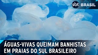 18 mil banhistas são queimados por águas-vivas em duas semanas no sul | SBT Brasil (04/01/25)