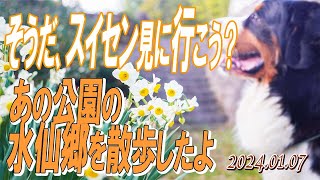 そうだ、スイセンを見に行こう。あの公園の水仙郷へ。ちょっと早かったかな(^^)／大型犬散歩