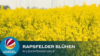 Rapsblüte erstrahlt in Dithmarschen in leuchtendem Gelb