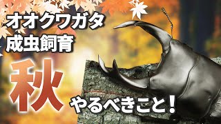 【秋】オオクワガタの成虫飼育でやるべきこと！無事に越冬させるためにとても大切なことです！