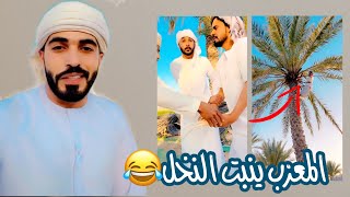 المعزب ينبت النخل 😂🤣