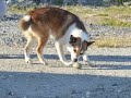 puffindogs at work lundehund i arbeid