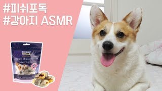 강아지 간식! 피쉬포독 오션 랩 애플 먹방♥│강아지ASMR│웰시코기잔디│잔튜브