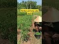 panen cabe rawit di musim kemarau #shortsfeed #cabe #farming #pertanian #petani #short