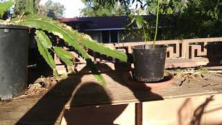 Potted DRAGON FRUIT flowering update.