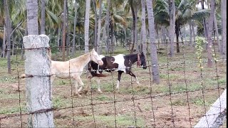 Beautiful White and Black Horse😍😍😍/கருப்பு வெள்ளை குதிரை