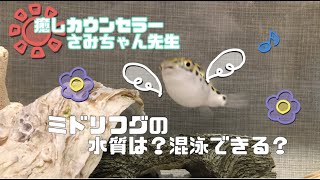 ミドリフグの水質は？混泳できる？さみちゃん先生に聞いてみた