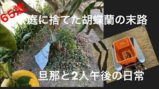 胡蝶蘭が枯れたので庭に捨てたら生き返った！【日常】家庭菜園の人参収穫No9