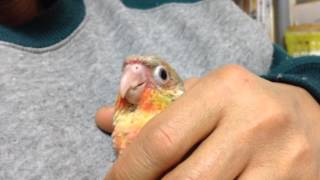 ウロコインコ 一人餌練習中