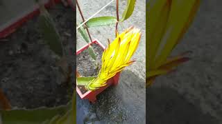 ছোট টবে ড্রাগন ফল গাছ || Dragon Fruit Tree In Small Tab || ছাদকৃষি #Shorts