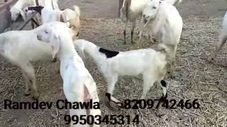 Sojat Gaaban Females Available For Sale Contact Chawla Goat Farm : +91 9950345314