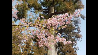 車載もどき：イオン高崎⇒熊野神社≪河津桜≫・≪百庚申≫