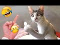 New Funny Animals 2024 😻🐶 Funniest Dogs and Cats 😛