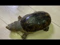 我が家のハラガケガメのサイズ計ってみた ハラガケガメ claudiusangustatus narrowbridgedmuskturtle turtle 亀 凶暴