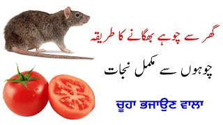 Chuhe bhagane ka tarika | Rat repellent | Natural mouse repellent | Ghar se choohe bhagane ka tarika