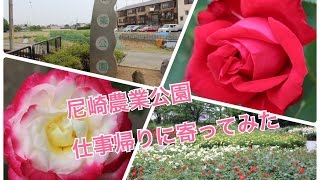 尼崎農業公園のバラ