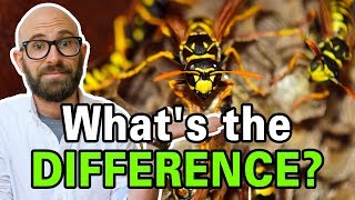 What is the Difference Between Bees, Wasps, and Hornets?