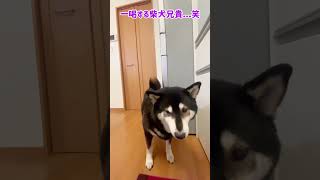 柴犬にガチギレされるラブラドール【本日のゴハン・2023年2月24日】