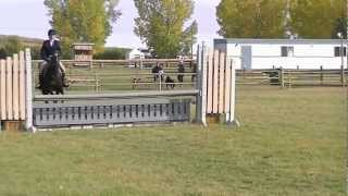 Ulterra Felina pony hunter for sale