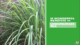 Ten Wonderful Benefits of LEMONGRASS TEA