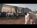 horse show two teeth nukra class sarangkheda show 2019