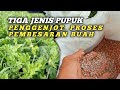 tiga jenis pupuk penggenjot proses pembesaran buah semangka