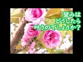 『アミ３度めの約束～愛はすべてを超えて～』