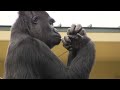 シャバーニ家族 1034 shabani family gorilla