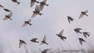 野鳥4K動画#11 ハギマシコ 1月下旬 雪原から一斉に飛び立った