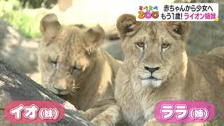 【とべZOO】とべＺＯＯがリニューアル！