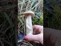 kozák barvoměnný leccinum variicolor 🤎 houby houbaření mushroom mushroomhunting