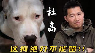 媽媽為養狗租房子住，把10歲孩子丟下獨自生活，訓犬師：分不清主次了？