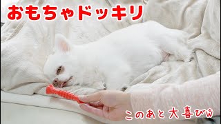 【ドッキリ】寝てる犬に突然おもちゃプレゼントしたら！？反応が可愛すぎ♥