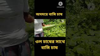 বাঙ্গি চাষ পদ্ধতি। অসময়ে বাঙ্গি চাষ